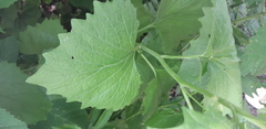 Alliaria petiolata