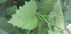 Alliaria petiolata