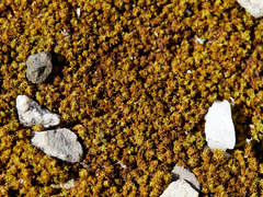 Tortella inclinata