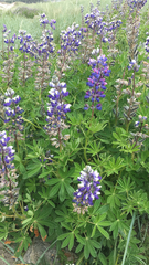 Lupinus nootkatensis