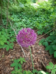 Scadoxus multiflorus