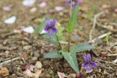 Viola inconspicua nagasakiensis