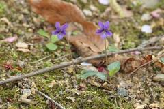 Viola inconspicua nagasakiensis