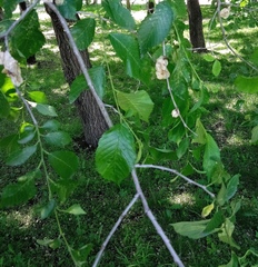 Ulmus pumila