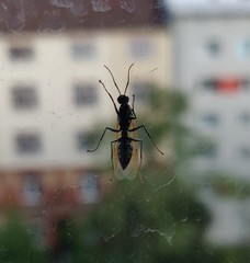 Camponotus vagus