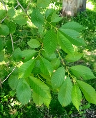 Ulmus pumila
