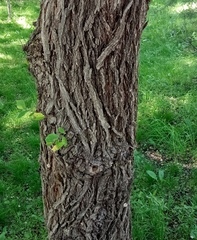 Ulmus pumila
