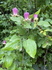 Clematis reticulata
