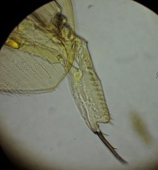 Acroperus harpae