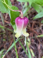 Clematis reticulata