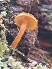 Gymnopilus ferruginosus