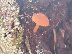 Gymnopilus ferruginosus