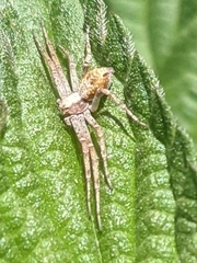Philodromus aureolus