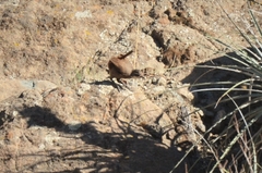 Pteroptochos megapodius