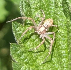 Philodromus aureolus