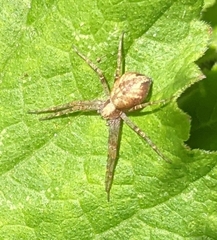 Philodromus aureolus