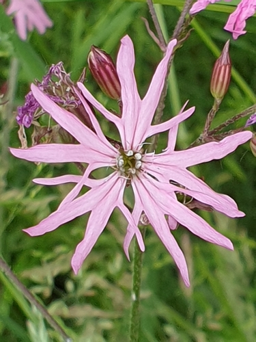 Ragged-robin