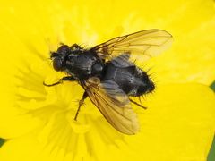 Rhinomorinia sarcophagina