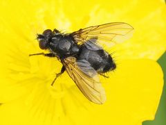 Rhinomorinia sarcophagina