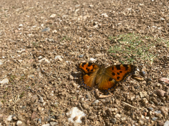 Nymphalis