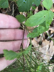 Rubus enslenii