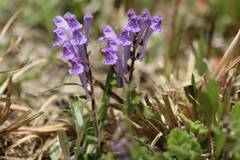 Scutellaria indica parvifolia