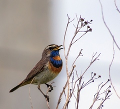 Luscinia svecica