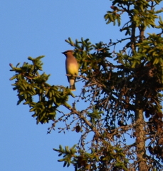 Bombycilla cedrorum image