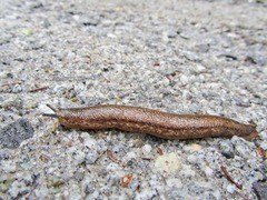 Philomycus
