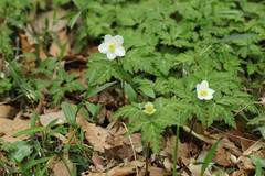 Anemonoides nikoensis