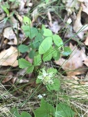 Rubus enslenii