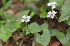 Viola arcuata
