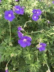 Geranium