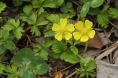 Potentilla hebiichigo