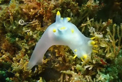 Polycera kernowensis
