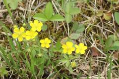 Potentilla freyniana