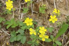 Potentilla freyniana
