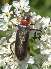 Cantharis fusca