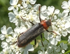 Cantharis fusca