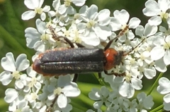 Cantharis fusca