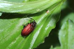 Sangariola punctatostriata