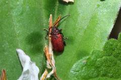 Sangariola punctatostriata