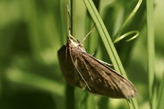 Anania fuscalis