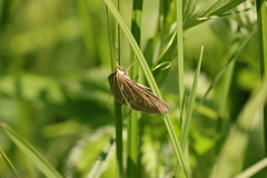 Anania fuscalis