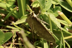 Anania fuscalis