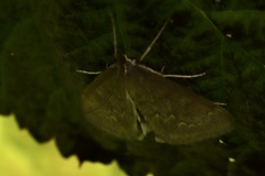 Anania fuscalis