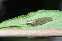 Hemerobius japonicus