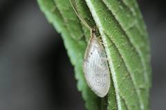 Hemerobius japonicus