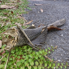 Pterygoplichthys