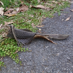 Pterygoplichthys